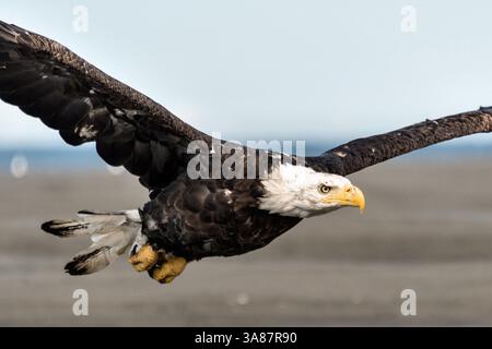 27. Juli 2017 - Anchor Point, AK, USA - ein erwachsener Weißkopfseeadler fliegt am Strand von Anchor Point, Alaska. (Bild: © Richard Ellis Via ZUMA Wire) Stockfoto