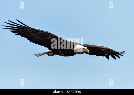 27. Juli 2017 - Anchor Point, AK, USA - ein erwachsener Weißkopfseeadler fliegt am Strand von Anchor Point, Alaska. (Bild: © Richard Ellis Via ZUMA Wire) Stockfoto