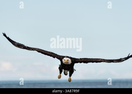 27. Juli 2017 - Anchor Point, AK, USA - ein erwachsener Weißkopfseeadler fliegt am Strand von Anchor Point, Alaska. (Bild: © Richard Ellis Via ZUMA Wire) Stockfoto