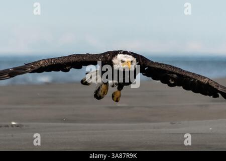 27. Juli 2017 - Anchor Point, AK, USA - ein erwachsener Weißkopfseeadler fliegt am Strand von Anchor Point, Alaska. (Bild: © Richard Ellis Via ZUMA Wire) Stockfoto
