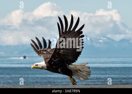 27. Juli 2017 - Anchor Point, AK, USA - Ein Weißkopfseeadler fliegt am Strand von Anchor Point, Alaska. (Bild: © Richard Ellis Via ZUMA Wire) Stockfoto