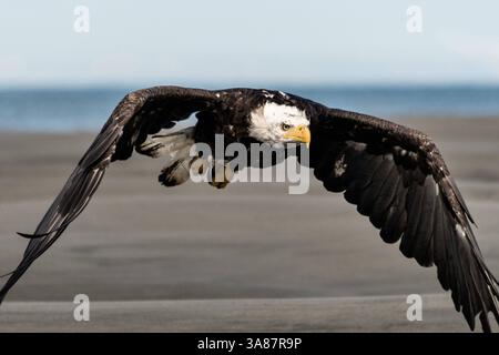 27. Juli 2017 - Anchor Point, AK, USA - ein erwachsener Weißkopfseeadler fliegt am Strand von Anchor Point, Alaska. (Bild: © Richard Ellis Via ZUMA Wire) Stockfoto