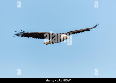 27. Juli 2017 - Anchor Point, AK, USA - ein erwachsener Weißkopfseeadler fliegt am Strand von Anchor Point, Alaska. (Bild: © Richard Ellis Via ZUMA Wire) Stockfoto