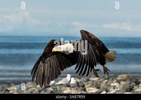 27. Juli 2017 - Anchor Point, AK, USA - Ein Weißkopfseeadler fliegt am Strand von Anchor Point, Alaska. (Bild: © Richard Ellis Via ZUMA Wire) Stockfoto