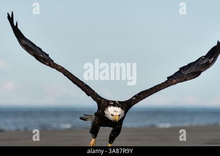 27. Juli 2017 - Anchor Point, AK, USA - ein erwachsener Weißkopfseeadler fliegt am Strand von Anchor Point, Alaska. (Bild: © Richard Ellis Via ZUMA Wire) Stockfoto