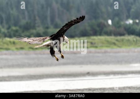 27. Juli 2017: Anchor Point, AK, USA: Ein adulter Weißkopfseeadler landet am Strand von Anchor Point, Alaska. (Bild: © Richard Ellis Via ZUMA Wire) Stockfoto