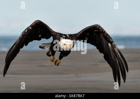 27. Juli 2017 - Anchor Point, AK, USA - ein erwachsener Weißkopfseeadler fliegt am Strand von Anchor Point, Alaska. (Bild: © Richard Ellis Via ZUMA Wire) Stockfoto