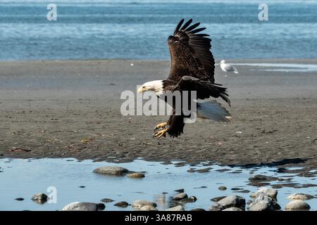 27. Juli 2017 – Anchor Point, AK, USA – ein adulter Weißkopfseeadler landet am Strand von Anchor Point, Alaska. (Bild: © Richard Ellis Via ZUMA Wire) Stockfoto