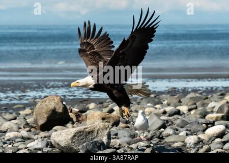 27. Juli 2017 - Anchor Point, AK, USA - ein erwachsener Weißkopfseeadler fliegt am Strand von Anchor Point, Alaska. (Bild: © Richard Ellis Via ZUMA Wire) Stockfoto