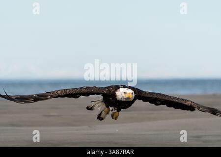 27. Juli 2017 - Anchor Point, AK, USA - ein erwachsener Weißkopfseeadler fliegt am Strand von Anchor Point, Alaska. (Bild: © Richard Ellis Via ZUMA Wire) Stockfoto