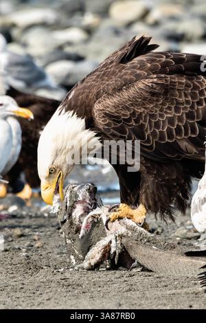 27. Juli 2017 – Anchor Point, AK, USA – ein adulter Weißkopfseeadler isst Fischreste am Strand von Anchor Point, Alaska. (Bild: © Richard Ellis Via ZUMA Wire) Stockfoto