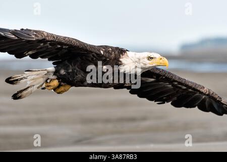 27. Juli 2017 - Anchor Point, AK, USA - ein erwachsener Weißkopfseeadler fliegt am Strand von Anchor Point, Alaska. (Bild: © Richard Ellis Via ZUMA Wire) Stockfoto