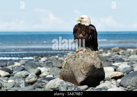 27. Juli 2017 – Anchor Point, AK, USA – Ein Weißkopfseeadler sitzt auf einem Felsen am Strand von Anchor Point, Alaska. (Bild: © Richard Ellis Via ZUMA Wire) Stockfoto