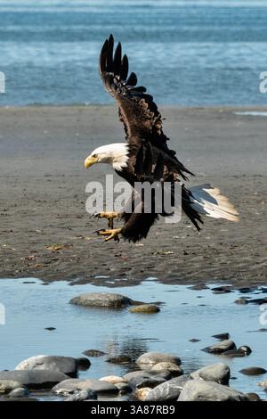 27. Juli 2017 – Anchor Point, AK, USA – ein adulter Weißkopfseeadler landet am Strand von Anchor Point, Alaska. (Bild: © Richard Ellis Via ZUMA Wire) Stockfoto