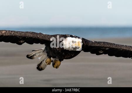27. Juli 2017 - Anchor Point, AK, USA - ein erwachsener Weißkopfseeadler fliegt am Strand von Anchor Point, Alaska. (Bild: © Richard Ellis Via ZUMA Wire) Stockfoto