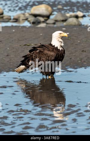 27. Juli 2017 – Anchor Point, AK, USA – ein erwachsener Weißkopfseeadler steht am Strand von Anchor Point, Alaska. (Bild: © Richard Ellis Via ZUMA Wire) Stockfoto