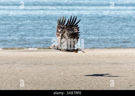 27. Juli 2017 - Anchor Point, AK, USA - Ein junger Weißkopfseeadler fliegt am Strand von Anchor Point, Alaska. (Bild: © Richard Ellis Via ZUMA Wire) Stockfoto