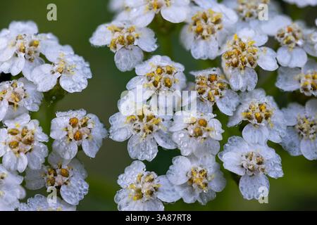 Häufige Schafgarbenblüte Stockfoto
