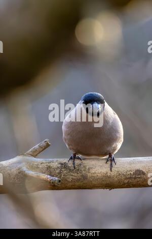 Gemeinsamen Gimpel Stockfoto