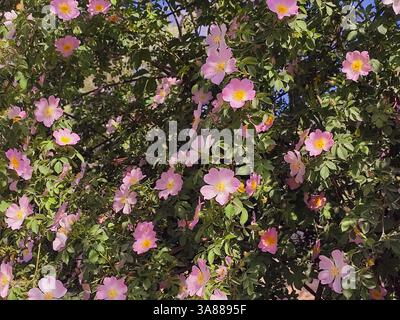 Blühender Hagebuttenstrauch. Viele blühende rosa Hüften an Zweigen mit grünen Blättern an einem sonnigen Sommertag. Stockfoto