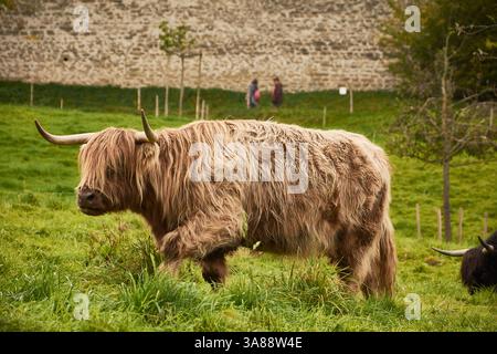 Hochlandkuh in Luzern, Schweiz, weidet friedlich in den üppigen grünen Feldern mit den majestätischen Schweizer Alpen Stockfoto