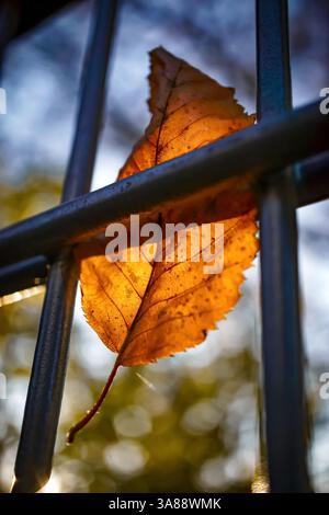 Künstlerische Makroaufnahme eines Herbstblattes im Zaun eines Fußballfeldes in Berlin mit Bokeh-Hintergrund. Stockfoto