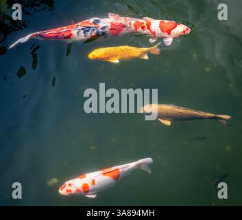 Koi-Karpfen in verschiedenen Farben in einem Teich. Stockfoto
