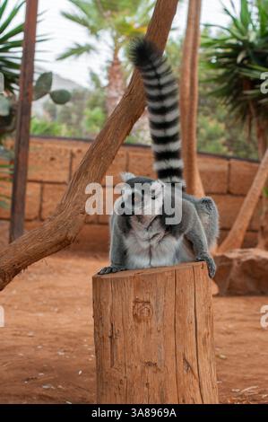 Ein RingschwanzLemur, der auf einem Holzstumpf in einem naturalistischen Zoo thront Stockfoto
