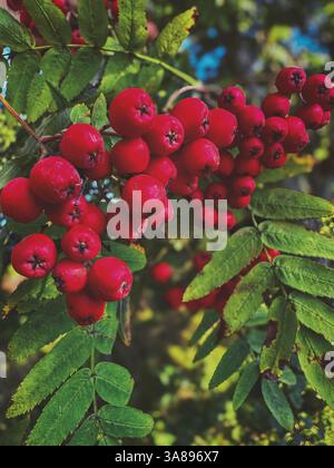 Foto eines eberenbaums, Schwerpunkt auf drei großen Bündeln roter Beeren Stockfoto