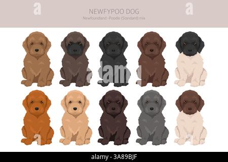 Newfypoo Clipart. Neufundland - Standard-Pudel-Mix. Alle möglichen Fellfarben, Zuchtinformationen, Erwachsene und Welpen. Vektorabbildung Stock Vektor