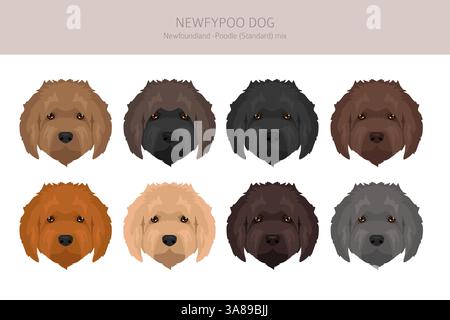 Newfypoo Clipart. Neufundland - Standard-Pudel-Mix. Alle möglichen Fellfarben, Zuchtinformationen, Erwachsene und Welpen. Vektorabbildung Stock Vektor