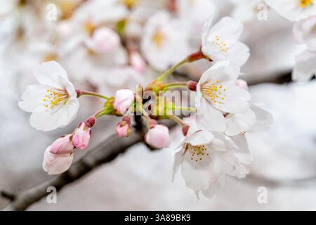 Kirschblüten am Tidal Basin in Washington DC | WASHINGTON D.C., Vereinigte Staaten — Eine Nahaufnahme zeigt Yoshino-Kirschblüten und noch geschlossene Knospen am Tidal Basin, wo der Höhepunkt der Blüte erklärt wird, sobald 70 Prozent der Blüten geöffnet haben. Die Bäume stammen von einem Geschenk von 3.020 Bäumen der Stadt Tokio aus dem Jahr 1912, die um das Basin herum und durch den West Potomac Park gepflanzt wurden. Stockfoto