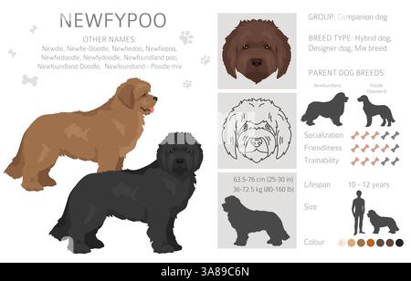 Newfypoo Clipart. Neufundland - Standard-Pudel-Mix. Alle möglichen Fellfarben, Zuchtinformationen, Erwachsene und Welpen. Vektorabbildung Stock Vektor