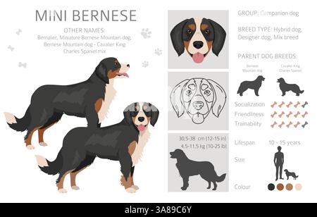 Mini Berner Clipart. Berner Sennenhund - Kavalier King Charles Spaniel Mix. Verschiedene Fellfarben Set. Vektorabbildung Stock Vektor