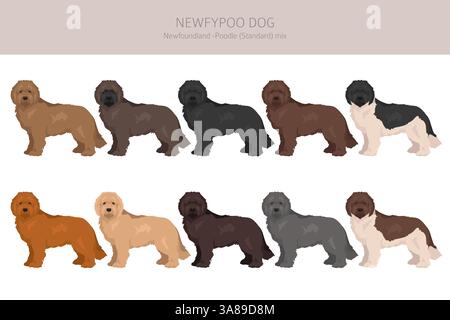 Newfypoo Clipart. Neufundland - Standard-Pudel-Mix. Alle möglichen Fellfarben, Zuchtinformationen, Erwachsene und Welpen. Vektorabbildung Stock Vektor