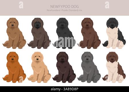 Newfypoo Clipart. Neufundland - Standard-Pudel-Mix. Alle möglichen Fellfarben, Zuchtinformationen, Erwachsene und Welpen. Vektorabbildung Stock Vektor