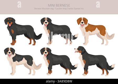 Mini Berner Clipart. Berner Sennenhund - Kavalier King Charles Spaniel Mix. Verschiedene Fellfarben Set. Vektorabbildung Stock Vektor
