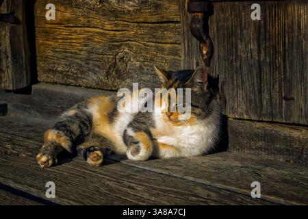 Eine flauschige Trikolore-Katze schläft auf der Veranda eines Holzhauses. Glückliche Calico Cat. Ruhige Hauskatze schläft, ruht sich aus, genießt einen warmen Tag. Ruhe, Gelassenheit, Stockfoto