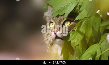 Eine Tabbykatze blickt hinter den grünen Blättern heraus. Neugierige Katze, Die Durch Grüne Blätter Guckt Stockfoto