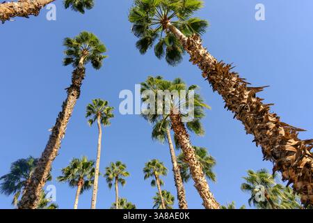 Januar 2025, Marrakesch, Marokko - hohe Palmen mit einem hellblauen sonnigen Himmel Stockfoto