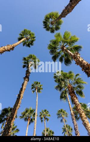 Januar 2025, Marrakesch, Marokko - hohe Palmen mit einem hellblauen sonnigen Himmel Stockfoto
