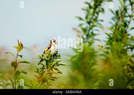 Europäischer Goldfink auf einem Baumzweig, Großbritannien. Stockfoto