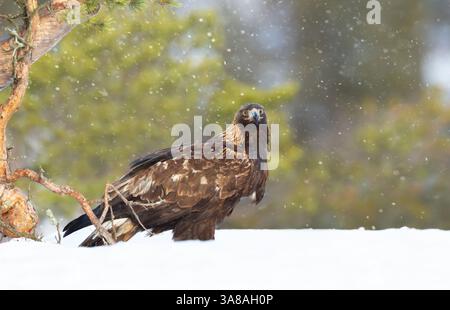 Goldener Adler, der im Winter im Schnee steht, Norwegen. Stockfoto