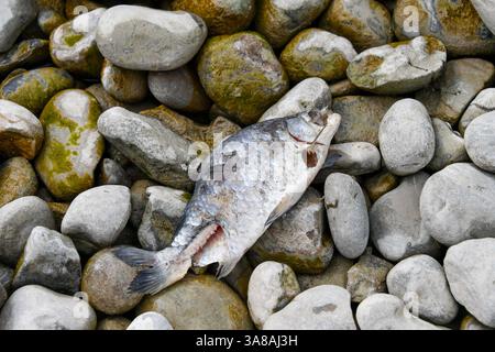 Deutschland, Baden-Wuerttemberg Friedrichshafen am Bodensee 28.03.2025, Deutschland, DE, Baden Württemberg, Friedrichshafen am Bodensee, im Bild Stadtansichten, Uferpromenade, Niedrigwasser, See, Ufer, Trockenheit, Niederschlag, Feature, Fisch, tot, Bodensee Baden-Württemberg *** Deutschland, Baden Württemberg Friedrichshafen am Bodensee 28 03 2025, Deutschland, Deutschland, Deutschland, Baden Württemberg, Friedrichshafen am Bodensee, im Bild Stadtblick, Seepromenade, Niedrigwasser, See, Ufer, Dürre, Niederschlag, Merkmal, Fische, tot, Bodensee Baden Württemberg Deutschland, Baden-Württemberg Stockfoto