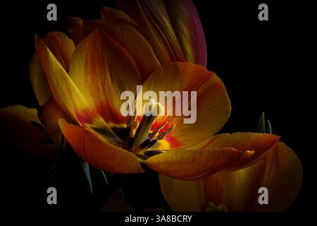 Nahaufnahme lebendiger Tulpenblüten vor dramatischem dunklem Hintergrund Stockfoto
