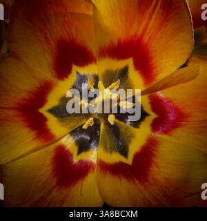Nahaufnahme eines pulsierenden roten und gelben Tulpenblütenzentrums Stockfoto