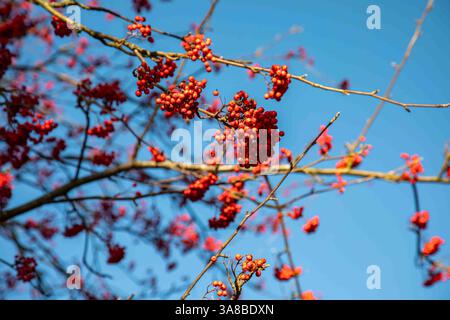 Rote Beeren des vogelbaums oder Europäische Eberesche (Sorbus aucuparia) vor klarem blauem Himmel Stockfoto