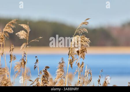 Nahaufnahme der verwelkten Pflanze auf dem Feld gegen Himmel Stockfoto