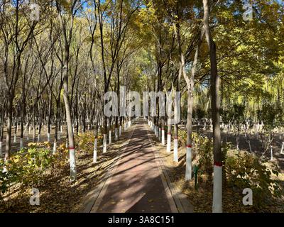 Eine Herbstszene fängt einen friedlichen Pfad ein, der von Bäumen gesäumt ist, in einer Parklandschaft. Stockfoto