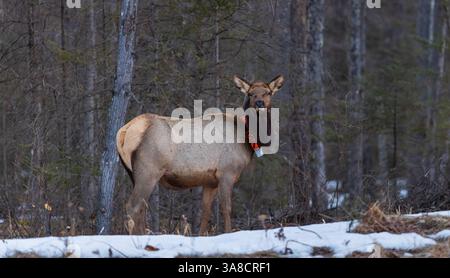 Kuhelch im Clam Lake-Gebiet im Norden von Wisconsin. Stockfoto
